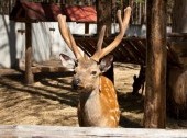 Wildlife Park, Open-Air Ethnographic Museum