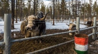 "Living Diamonds of Yakutia" Nature Park