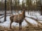 "Living Diamonds of Yakutia" Nature Park