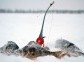 Winter Ural fishing