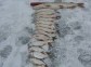 Winter Ural fishing